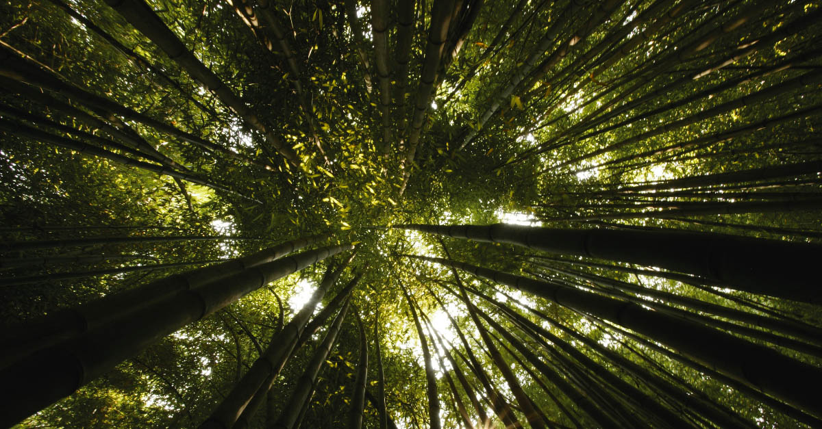 Boost trees and environment to relieve pressure on NHS, politicians urged